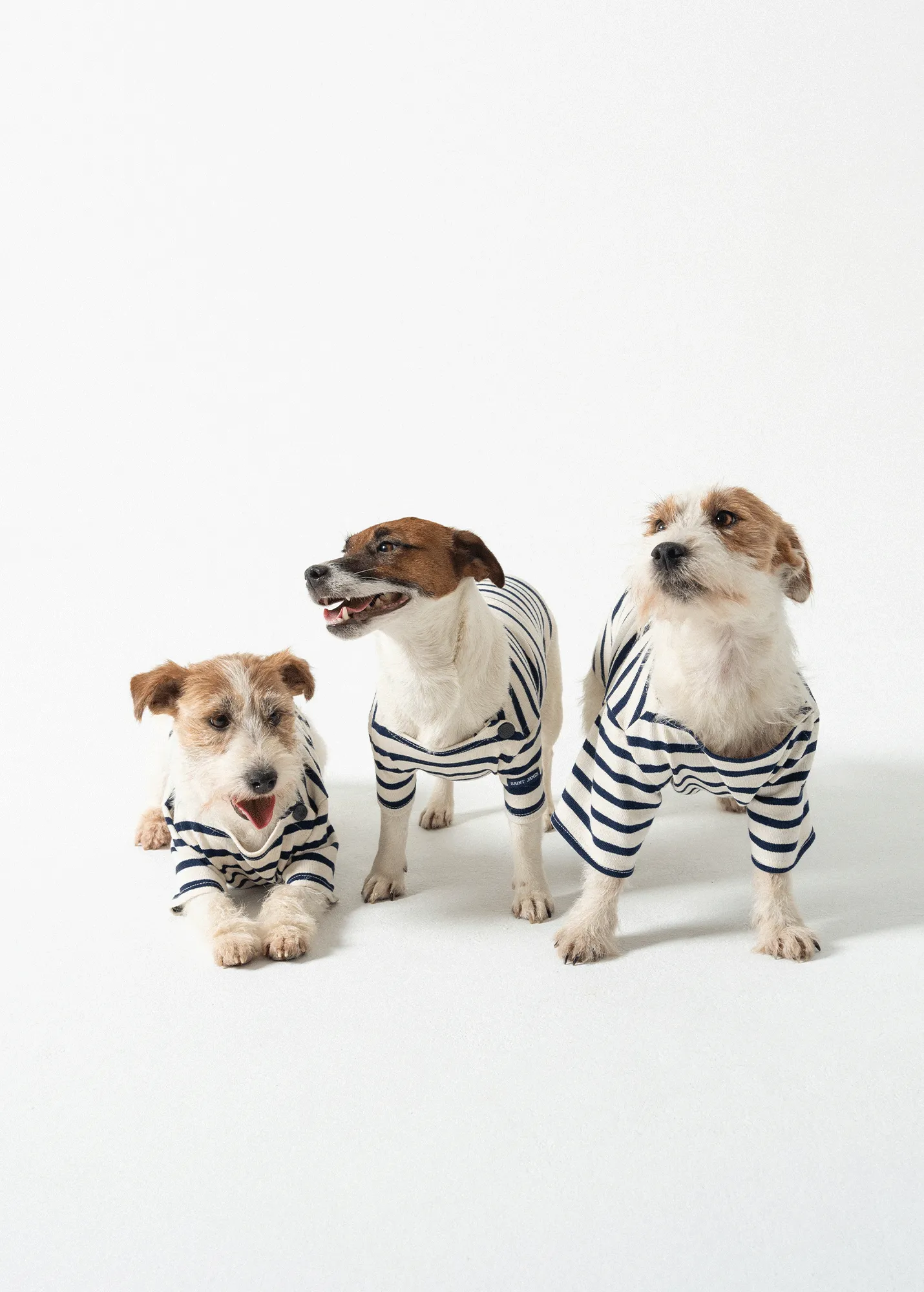 SAINT JAMES iconic Toutounière - sailor striped shirt for dogs (ECRU/MARINE)