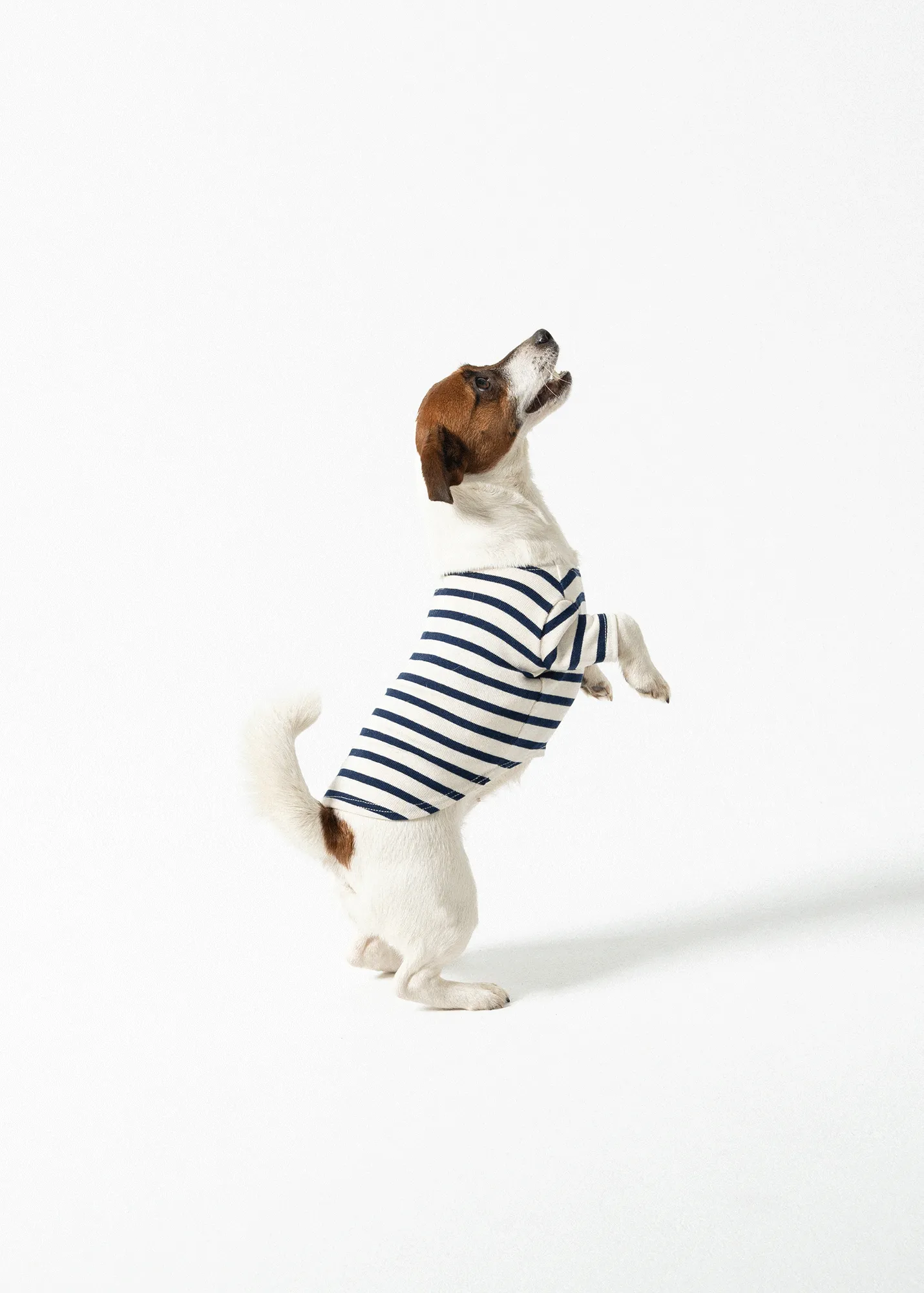 SAINT JAMES iconic Toutounière - sailor striped shirt for dogs (ECRU/MARINE)